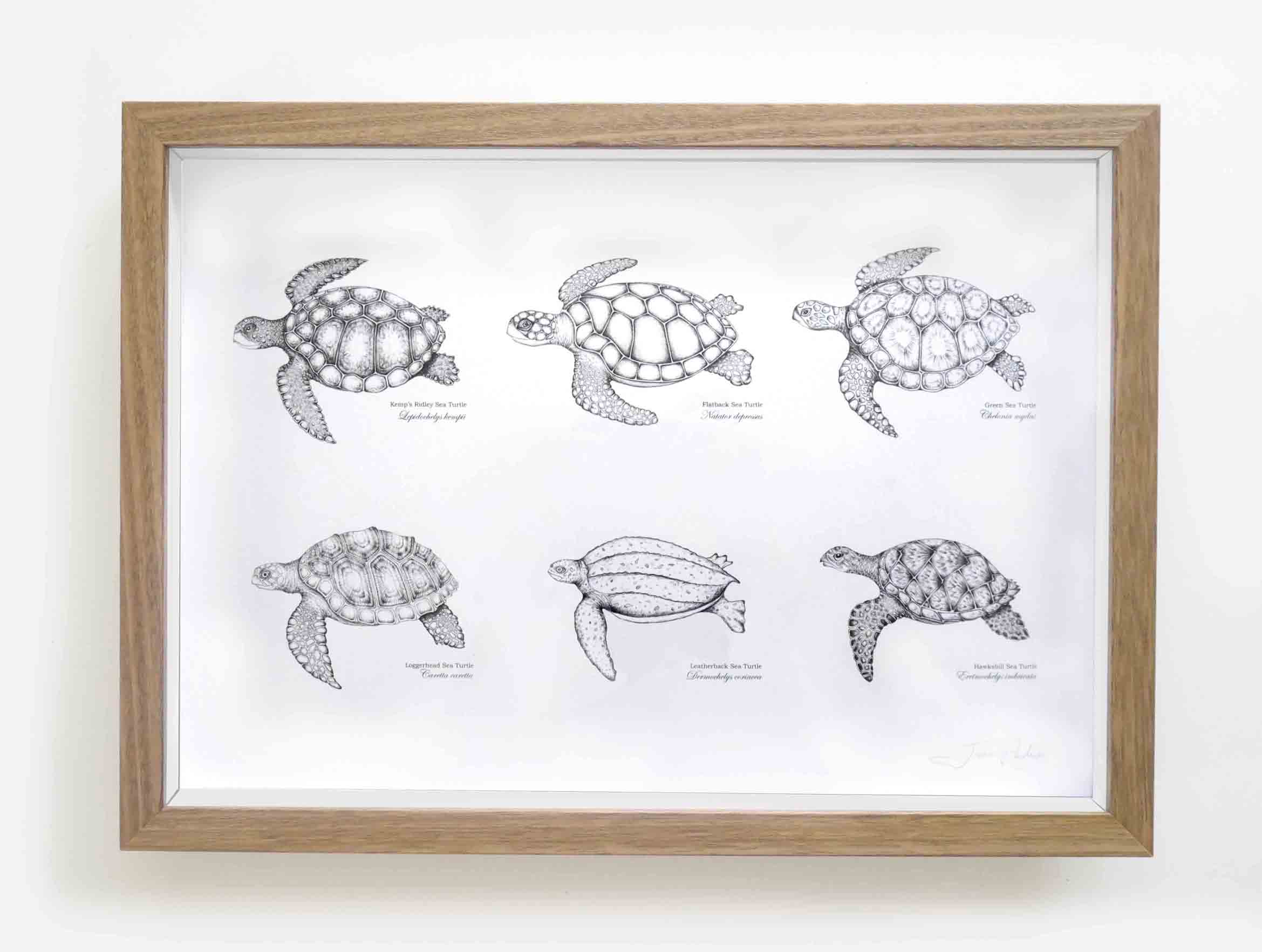 Ocean Turtles (print)