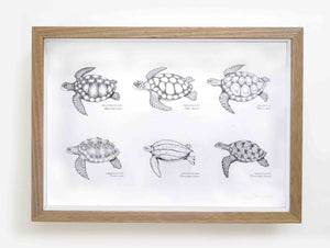 Ocean Turtles (print)