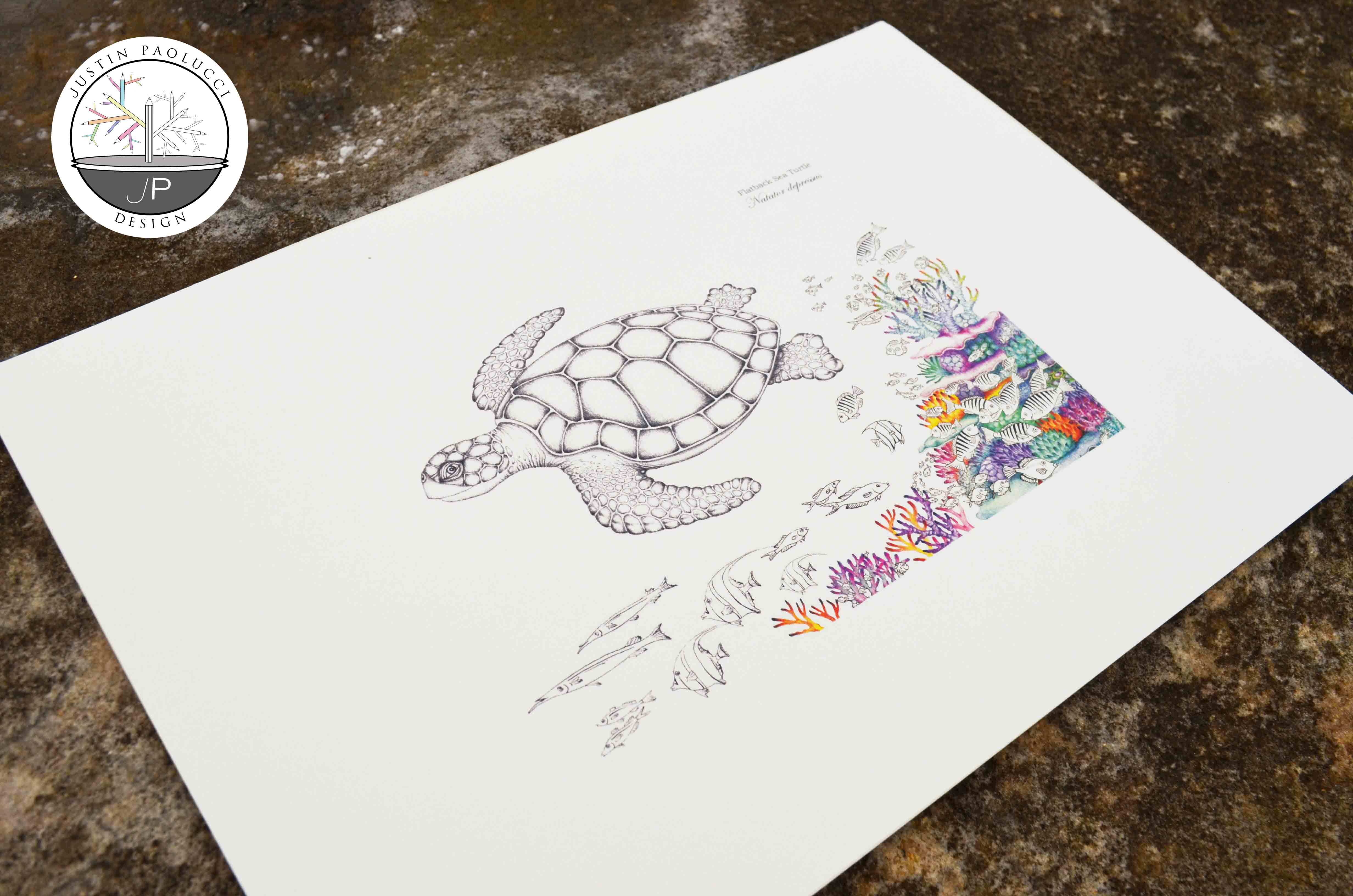 Kemp Ridley Turtle (print)