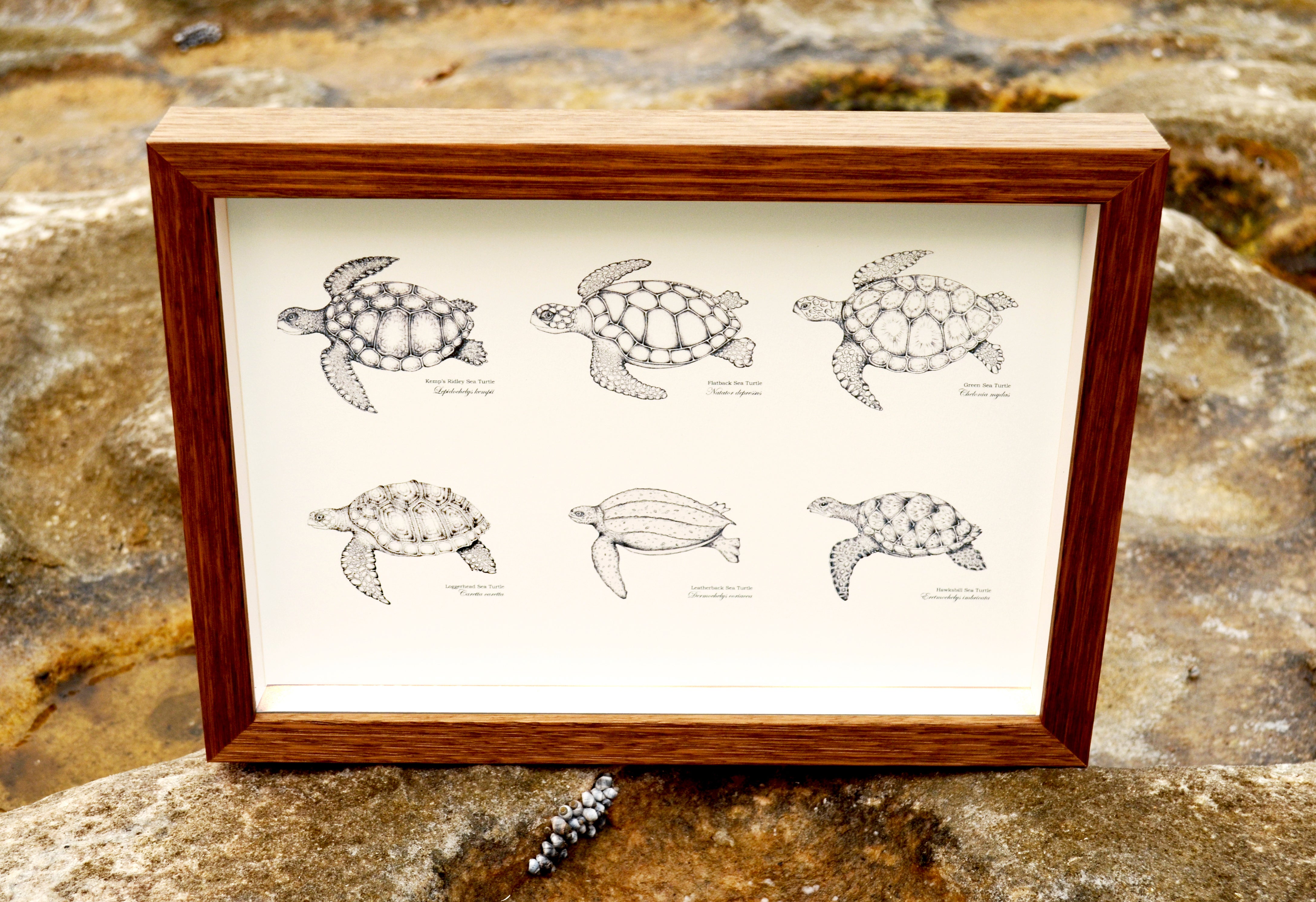 Ocean Turtles (print)