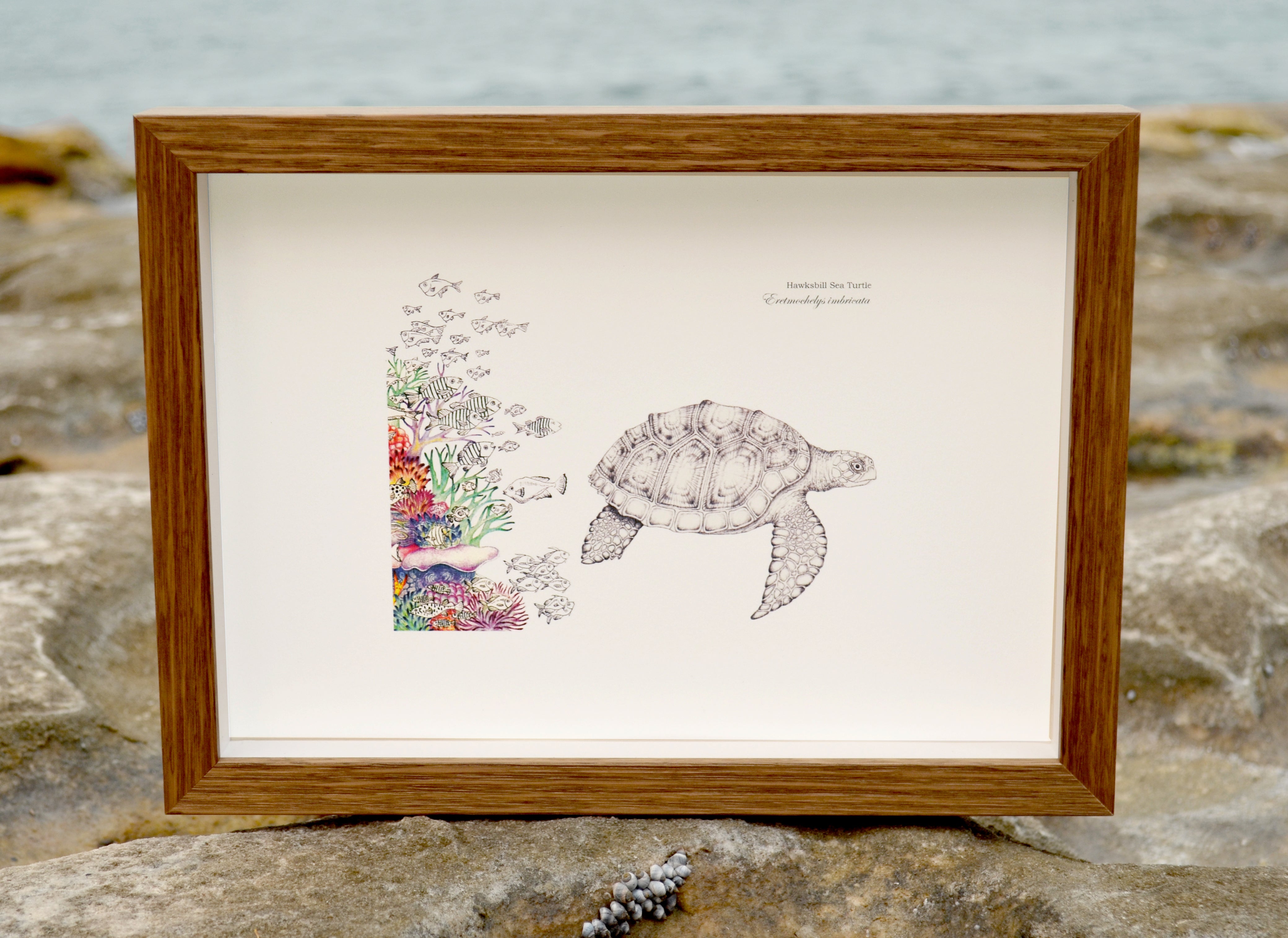 Hawksbill Turlte (print)